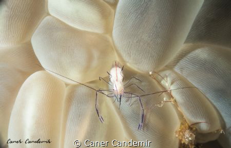 Bubble Anemone Shrimp  Found only on bubble coral.
Trans... by Caner Candemir 