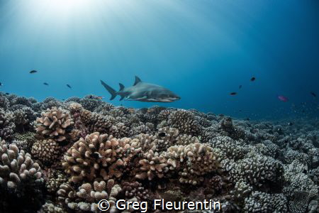 The reef and the Shark
The healthy reef of Moorea and it... by Greg Fleurentin 