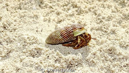 Hermit Crab walking down the beach in the Berry Islands u... by Steve Dolan 