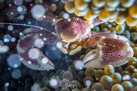 A spotted crab in the coral. Half of the body in cold blu... by Qunyi Zhang 