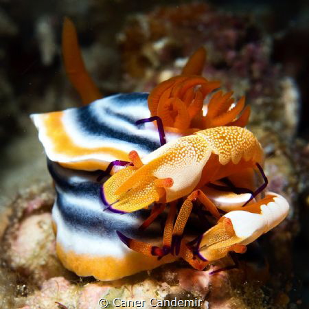 Nudibranch and two emperor Shrimp by Caner Candemir 