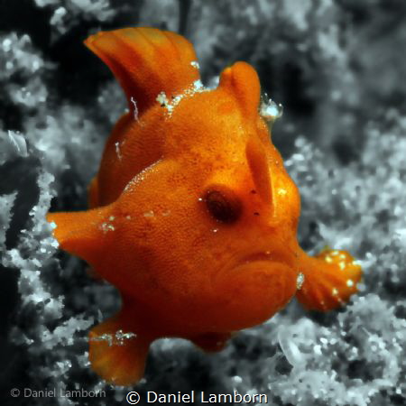 Baby Frogfish in Lembeh Strait. by Daniel Lamborn 