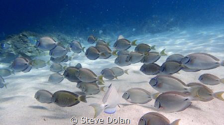 “Peaceful”. School of Tangs right near the shore at Coki ... by Steve Dolan 