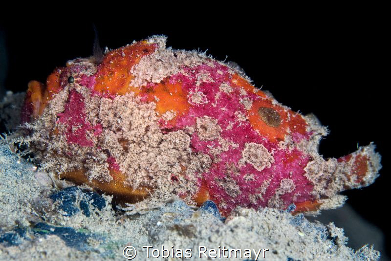 Freckled Frogfish on Sipadan Wreck by Tobias Reitmayr 
