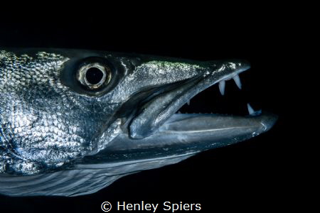 Barracuda Yawn by Henley Spiers 