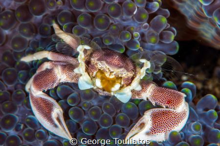 Porcelain Crab by George Touliatos 