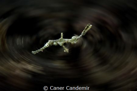 Little pipefish by Caner Candemir 