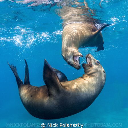 Brown Californian Sea Lions by Nick Polanszky 