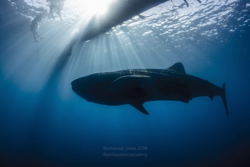 Whale Shark with Sunburst by Wayne Jones 