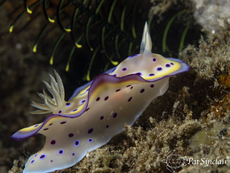 Determination  -  this nudi was so determined to climb th... by Patricia Sinclair 