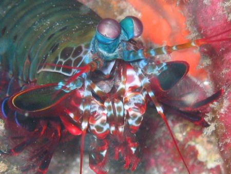 Mantis Shrimp - 7 Mile Reef - Sodwana Bay - South Africa by Lindsey Smith 