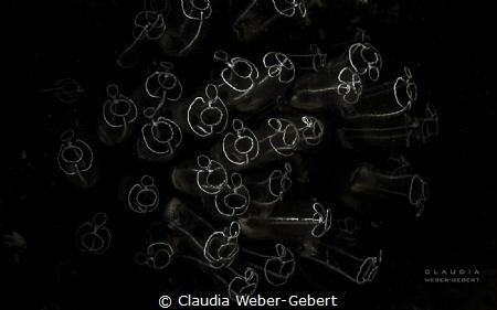 abstract graphics.....
transparent tunikates by Claudia Weber-Gebert 