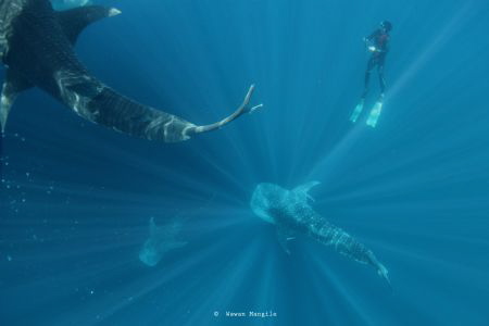 Snorkeling with whale shark by Wawan Mangile 