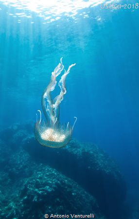 jellyfish by Antonio Venturelli 