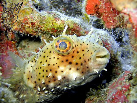 Bridled Burrfish from Grand Cayman. With Burrfish the spi... by Brian Mayes 