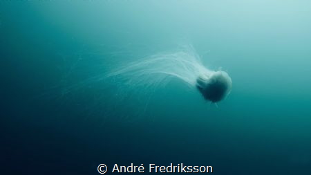 During this dive we, as we usually do on this site, encou... by André Fredriksson 