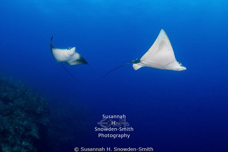 "Eagle Ray Ballet" - Two eagle rays glide just off the No... by Susannah H. Snowden-Smith 