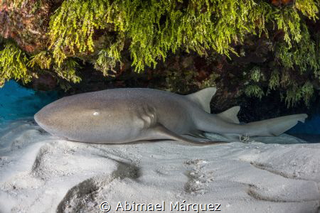 Nurse Shark, Cozumel by Abimael Márquez 