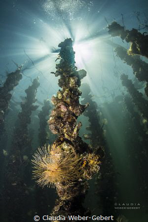 the oyster production by Claudia Weber-Gebert 