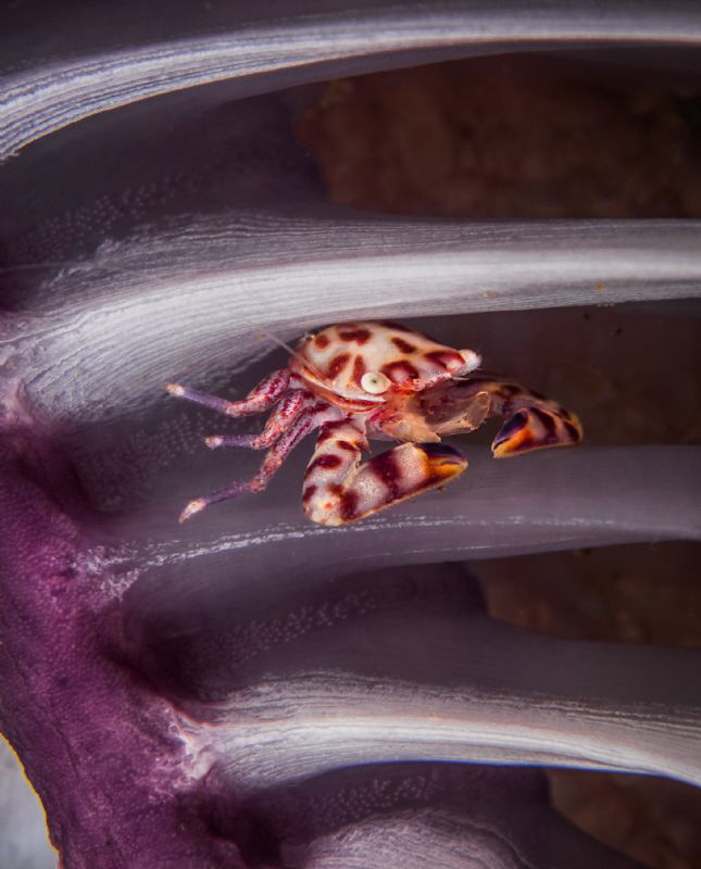 Tiny crab nestled between the "branches" of a sea pen. by Glenn Ostle 