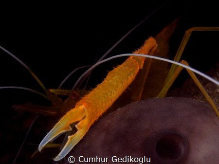Stenopus spinosus by Cumhur Gedikoglu 