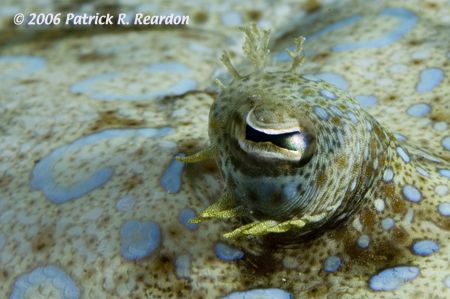 Peacock flounder eye, macro. These guys were abundant and... by Patrick Reardon 