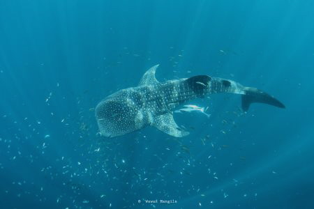 Whale Shark by Wawan Mangile 