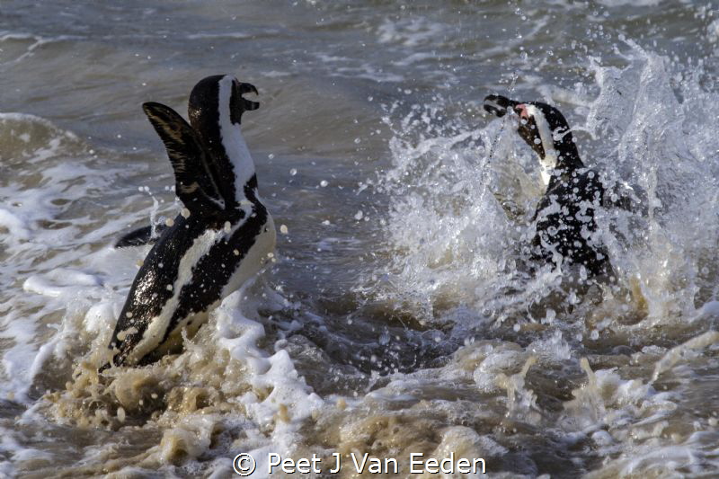 Penguin Splatter by Peet J Van Eeden 