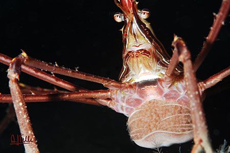 Carrying eggs. I found this spider crab past weekend in S... by Arthur Telle Thiemann 