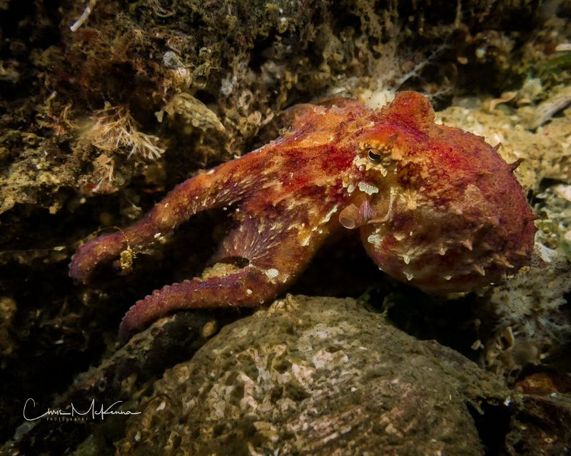 Red Octopus off Maury Island by Chris Mckenna 
