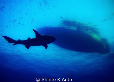 Man vs Wild / Shot from this years visit to Maldives. Div... by Shinto K Anto 