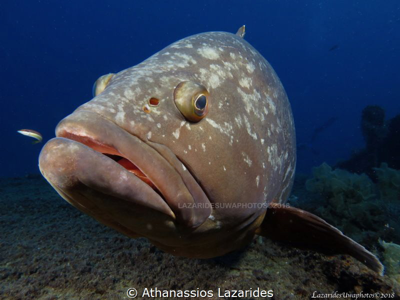 Grouper by Athanassios Lazarides 