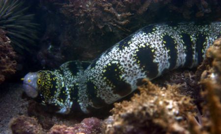 On the Move. This Snowflake Moray was kind enough to pose... by Mathew Cook 