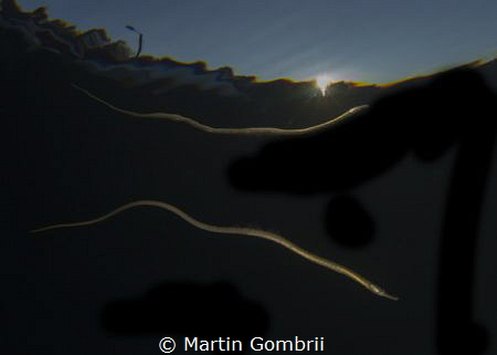 Pipefish out swimming in the sunset by Martin Gombrii 