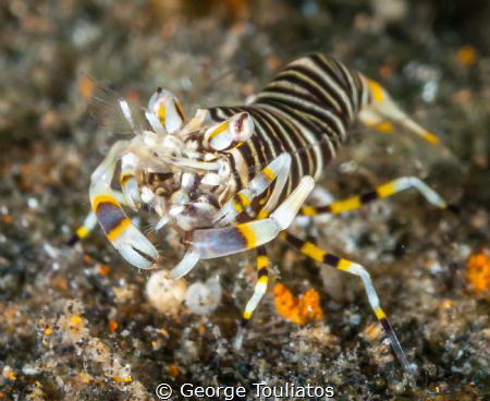 Jumpy Bubble Bee Shrimp by George Touliatos 