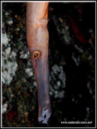 It took me a few shots too get the face of that flute mou... by Yves Antoniazzo 