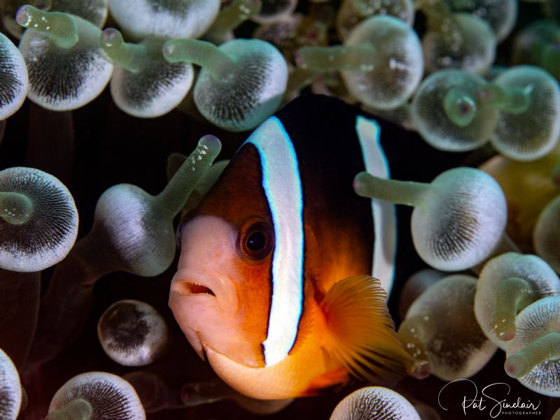 Anemonefish is her lightbulb anemone by Patricia Sinclair 