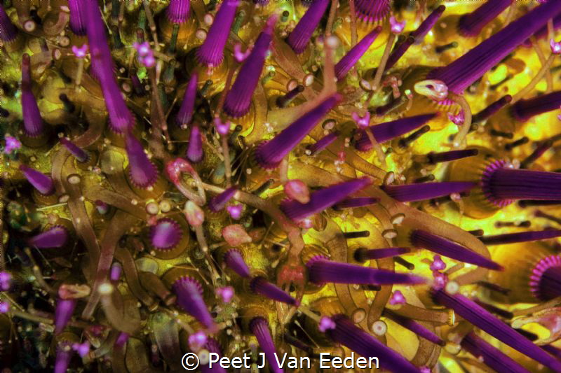 Close up of a sea urchin by Peet J Van Eeden 