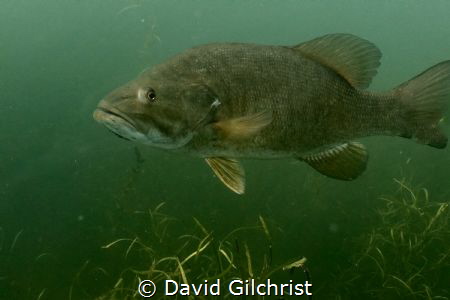 This curious Bass greeted me as Inmade a descent. Good th... by David Gilchrist 