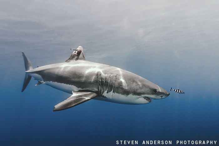 Great White appears from the haze of the late day sun at ... by Steven Anderson 