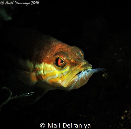Small fish with another fish in its mouth having just eat... by Niall Deiraniya 