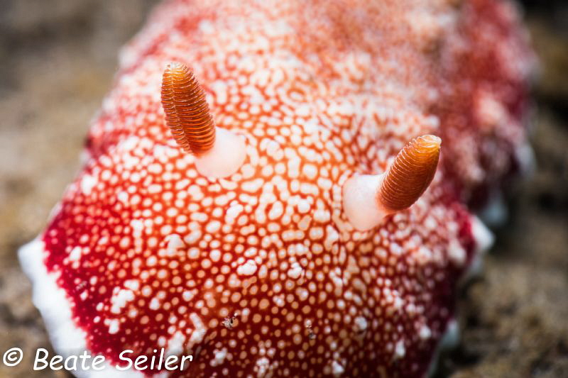 so close ! Taken at Pintuyan house reef , Sony RX100 by Beate Seiler 