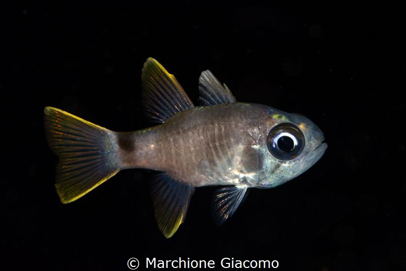 Juvenile cardinal fish
Raja ampat Indonesia
Nikon D800E... by Marchione Giacomo 