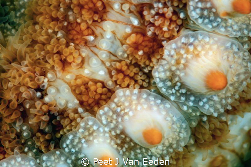 Close up of a spiny  sea star revealing its armor  It is ... by Peet J Van Eeden 