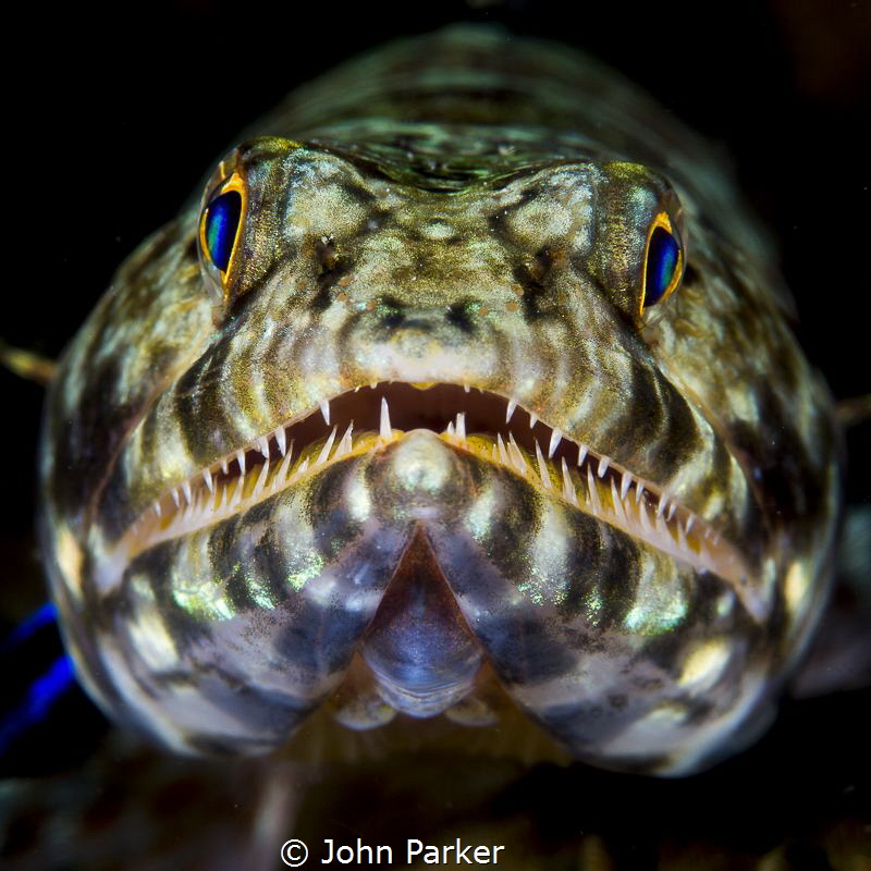 Lizardfish by John Parker 