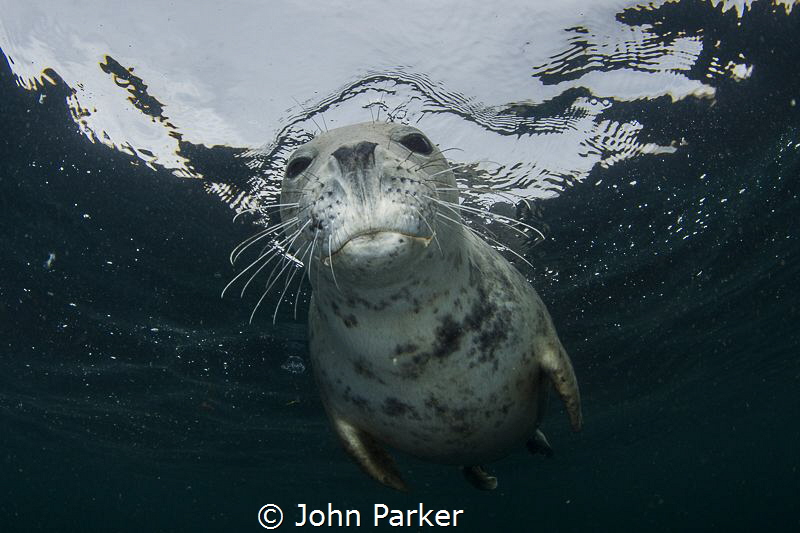 Nosey Seal by John Parker 