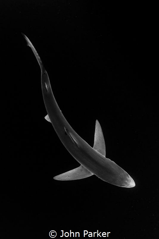 Blue Shark in monochrome... by John Parker 