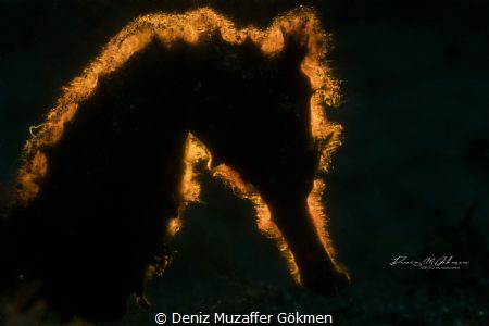 backlight story , torny seahorse by Deniz Muzaffer Gökmen 