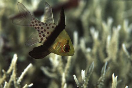 The Pyjama Cardinalfish must have one of the craziest pat... by Richard Smith 