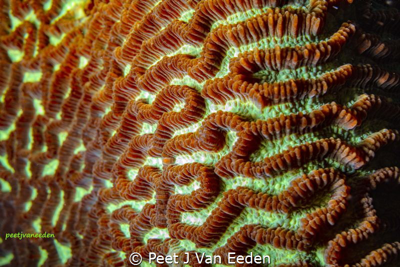 Integrate patterns of  a brain coral by Peet J Van Eeden 